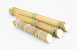 Sugarcane